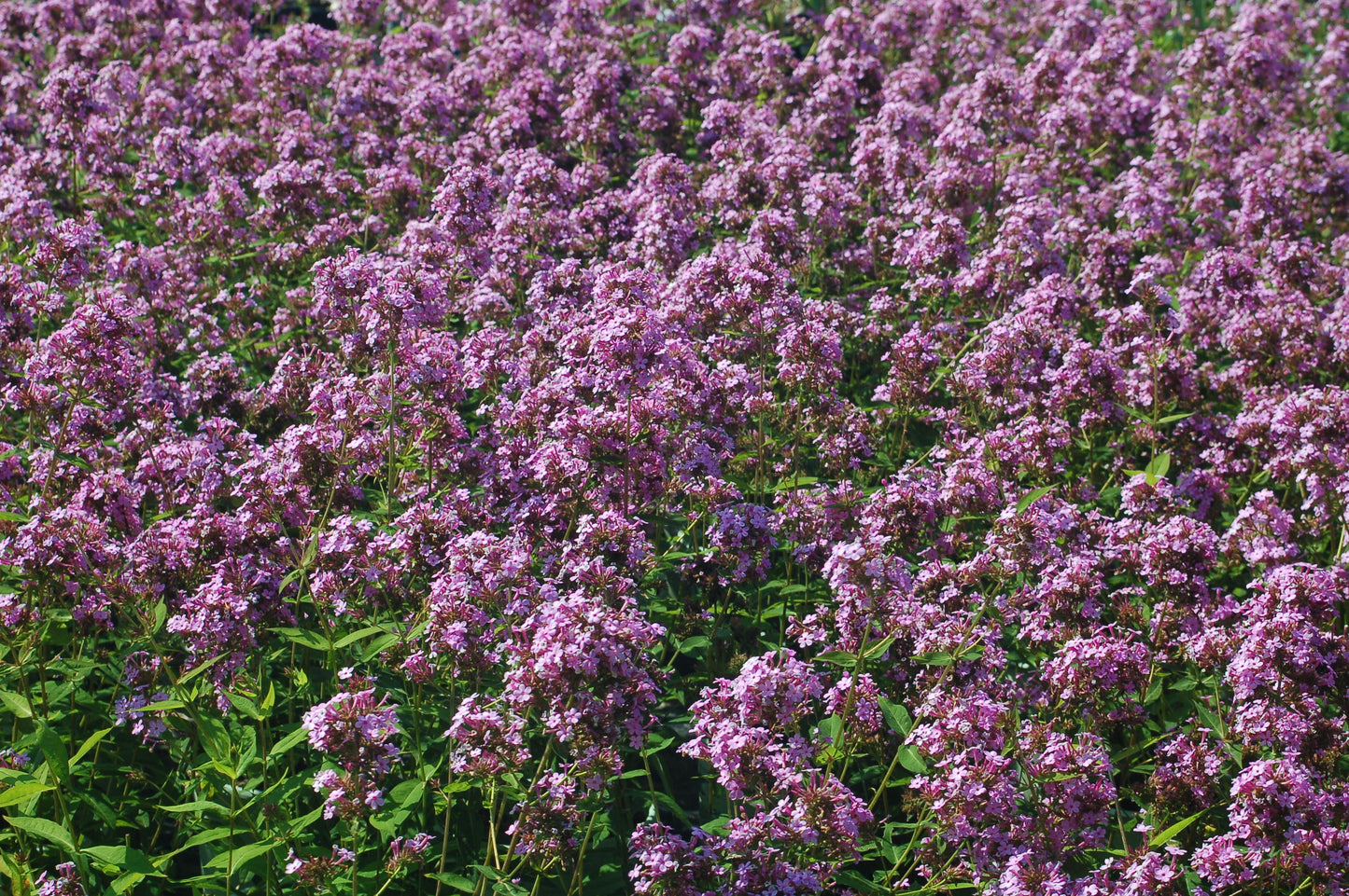 Jeana Garden Phlox covered in bloom