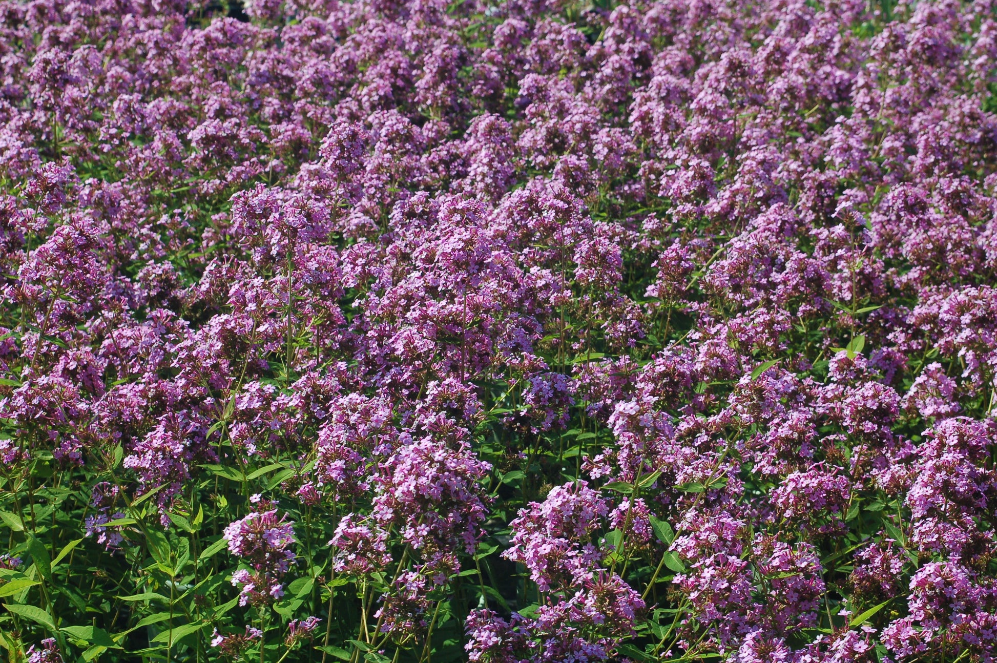 Jeana Garden Phlox covered in bloom