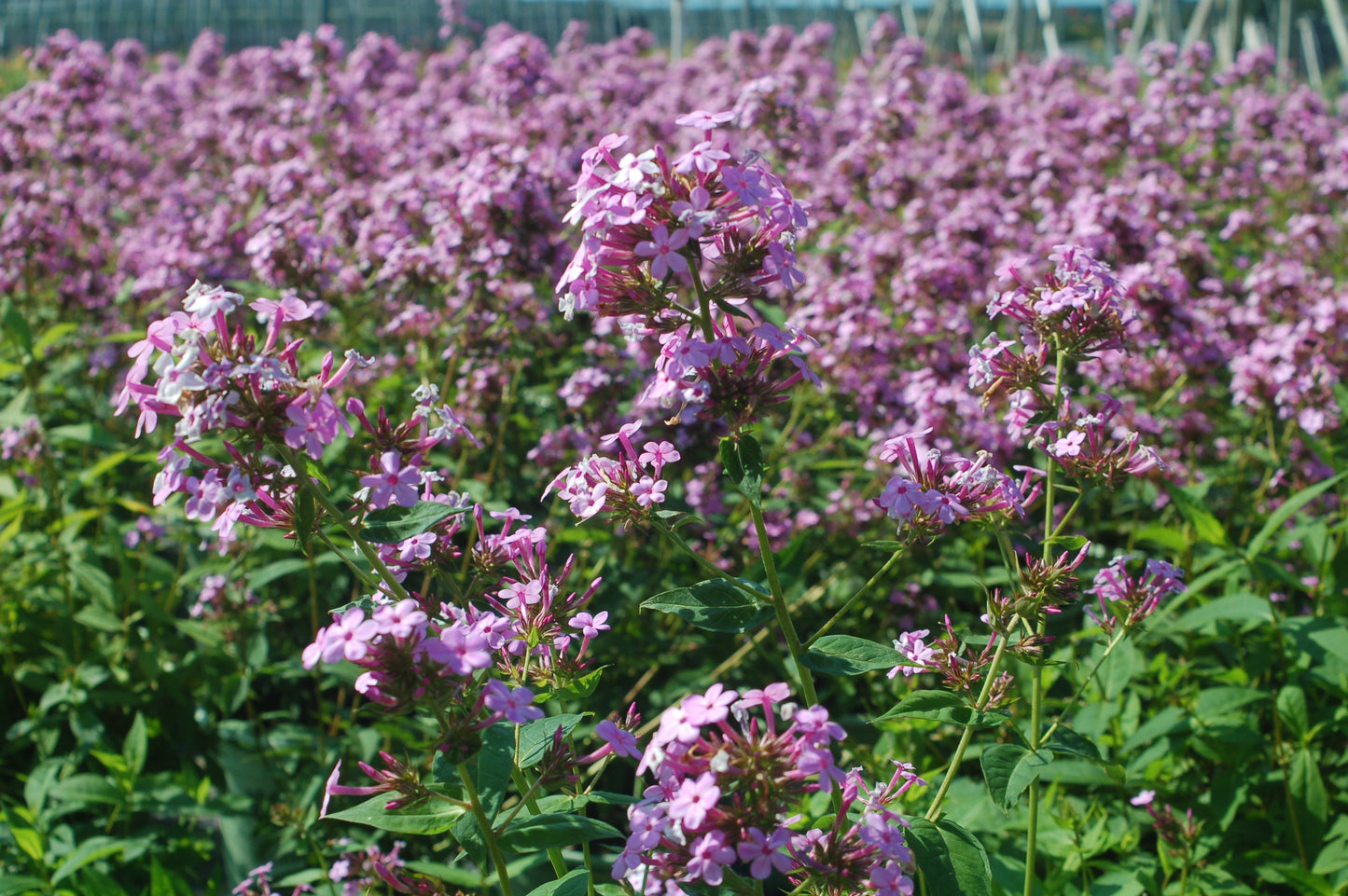 Jeana Garden Phlox plant with lavender-pink flowers in bloom