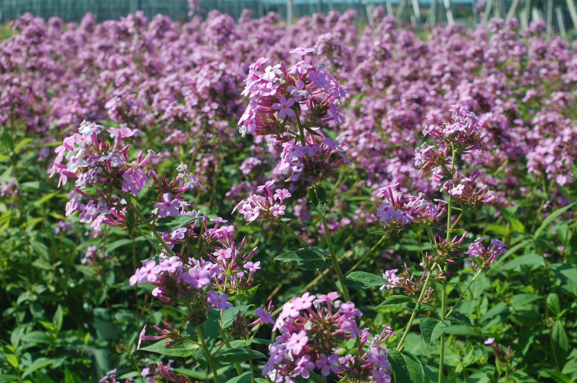 Jeana Garden Phlox plant with lavender-pink flowers in bloom