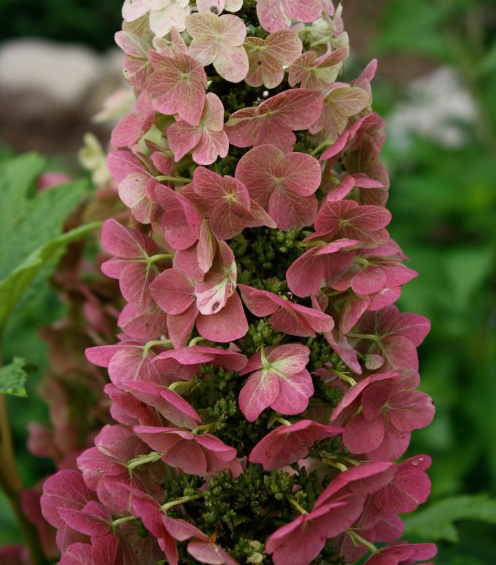 Jetstream™ Oakleaf Hydrangea flower head cloase up