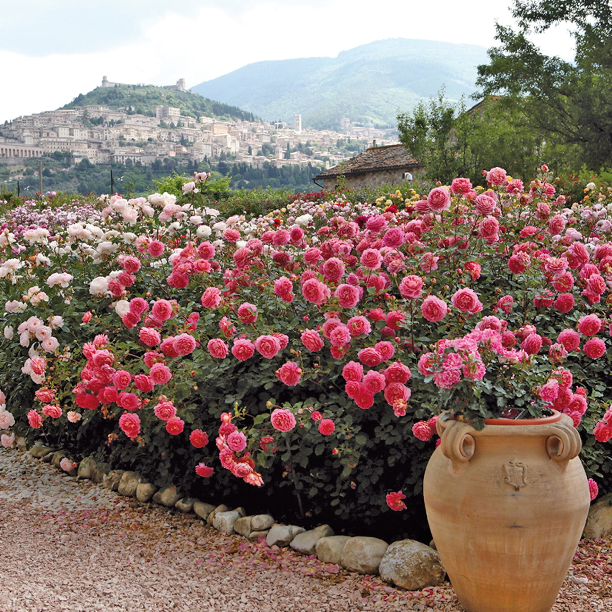 Floral garden with pink and white flowers, a large vase, and a scenic background.