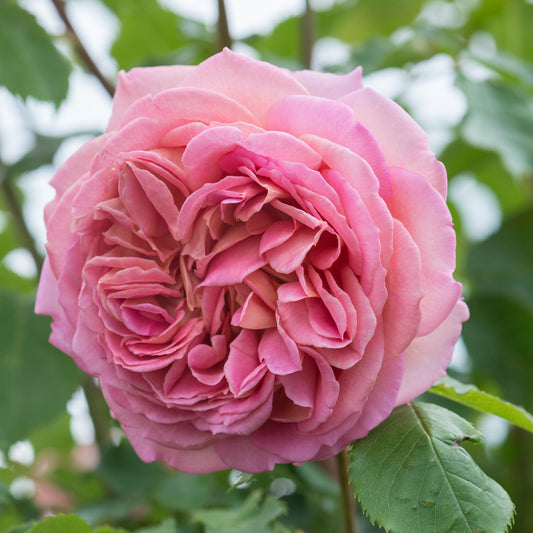 Close-up of a pink rose with green leaves in the background