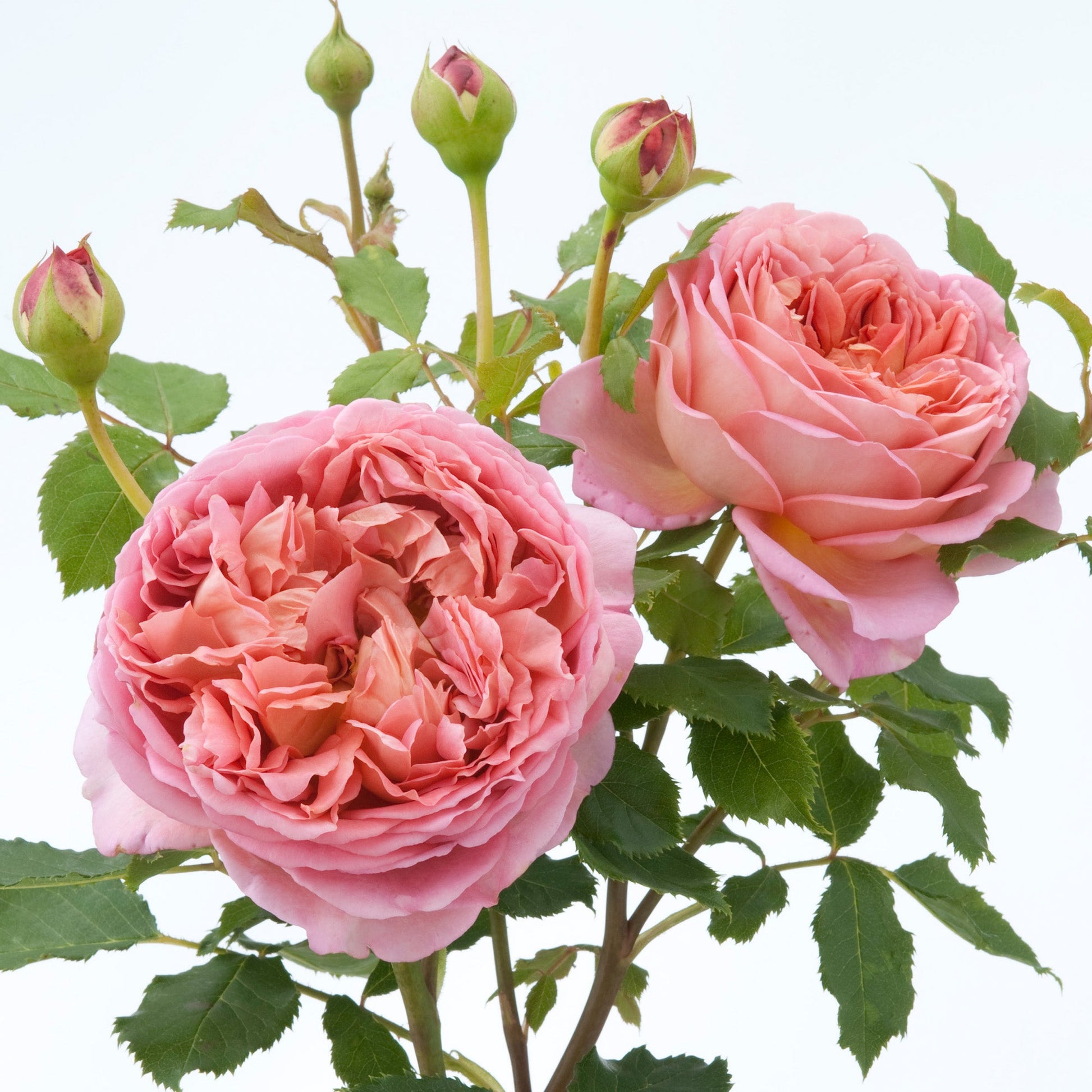Two pink roses with green leaves on a white background