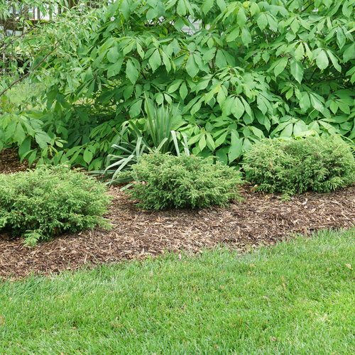 Juniperus communis Tortuga®