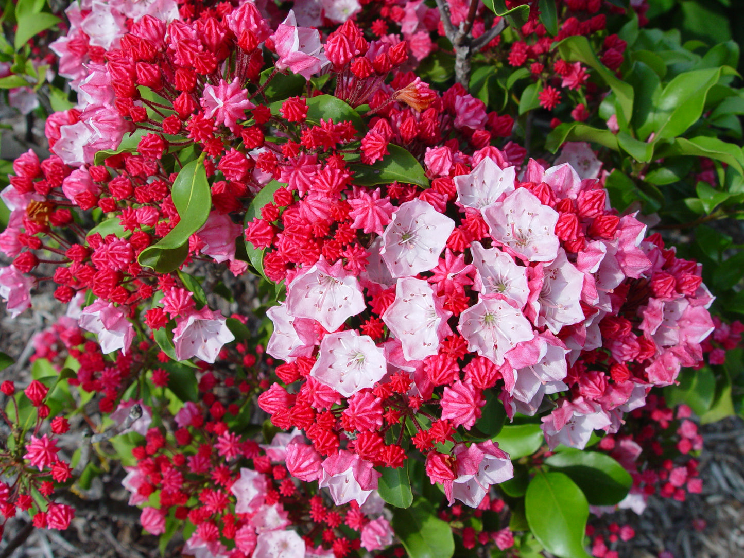 Carol Mountain Laurel