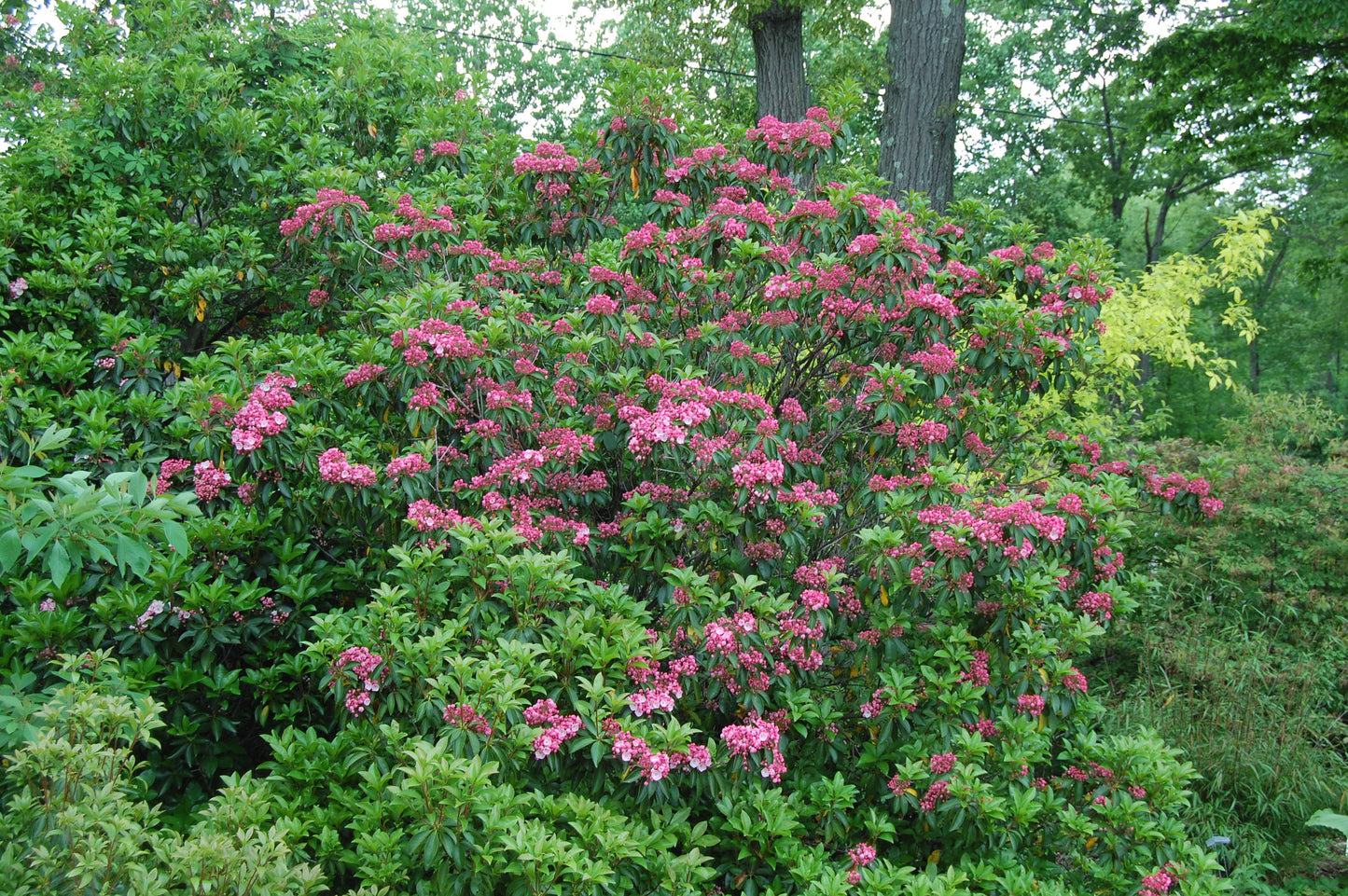 Bush with pink flowers surrounded by green foliage