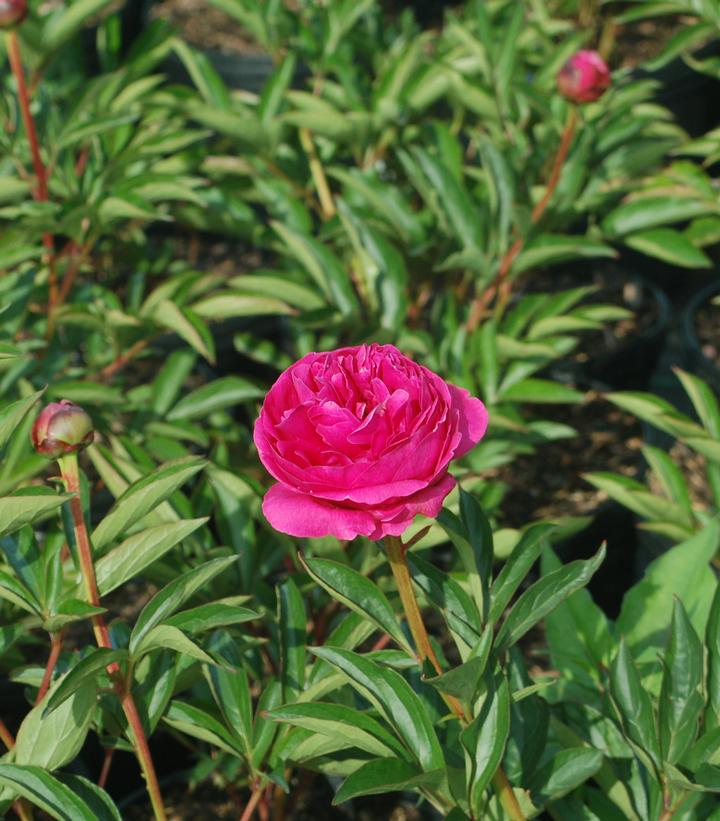 Kansas Peony flower close up