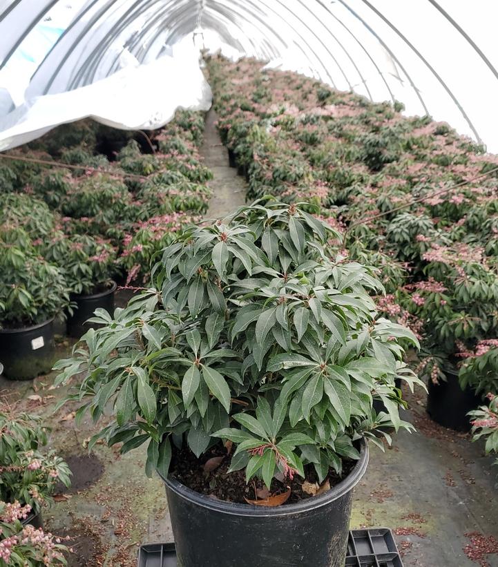 Katsura Andromeda blooming in covered nursery