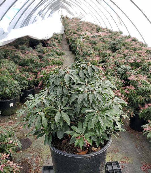 Katsura Andromeda blooming in covered nursery