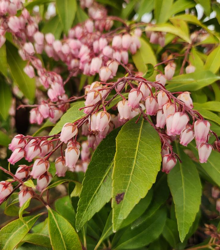 Katsura Andromeda flower focus