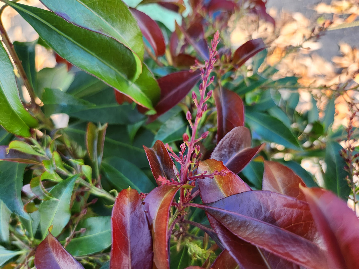 Katsura Andromeda red foliage