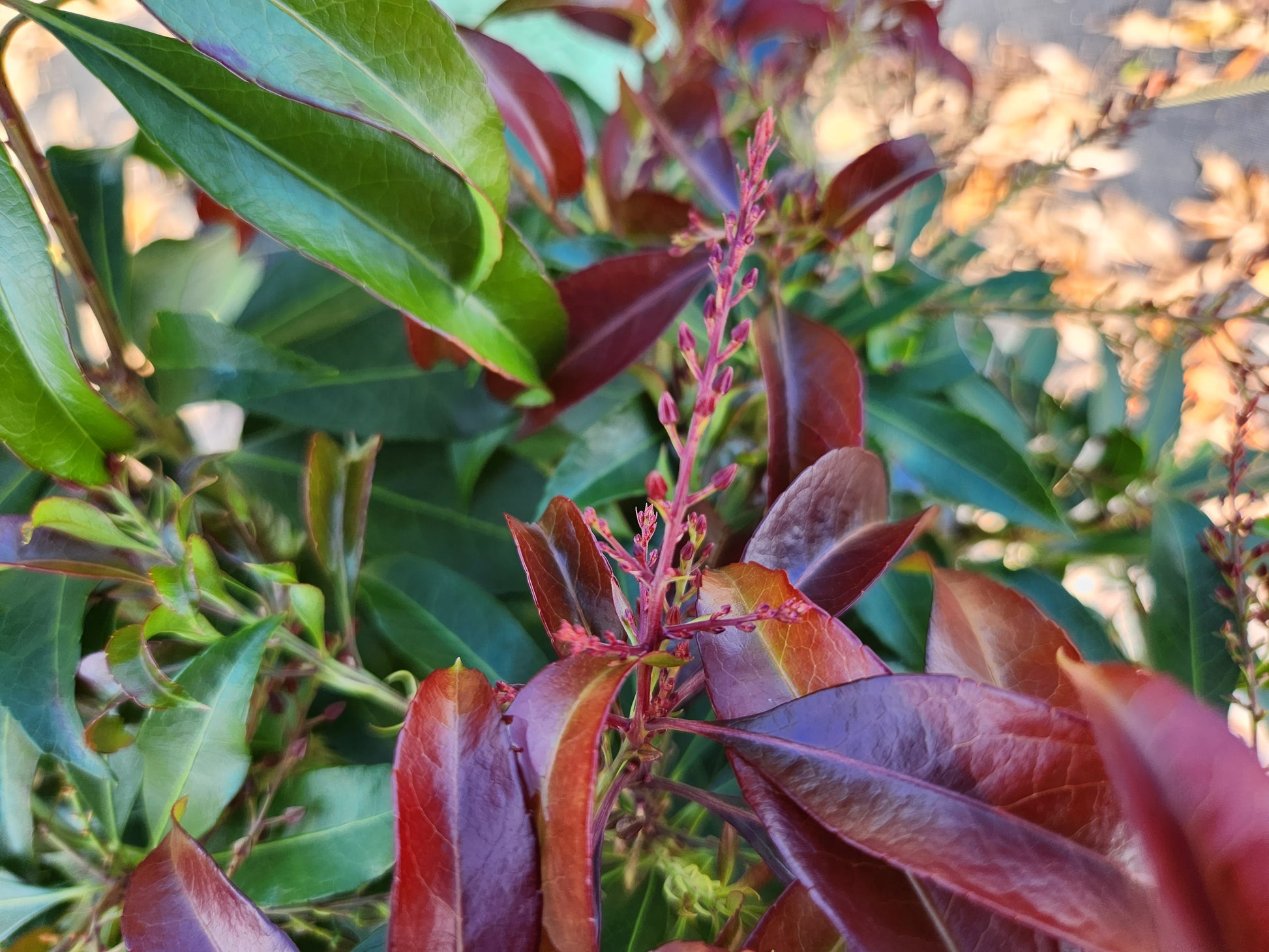 Katsura Andromeda red foliage