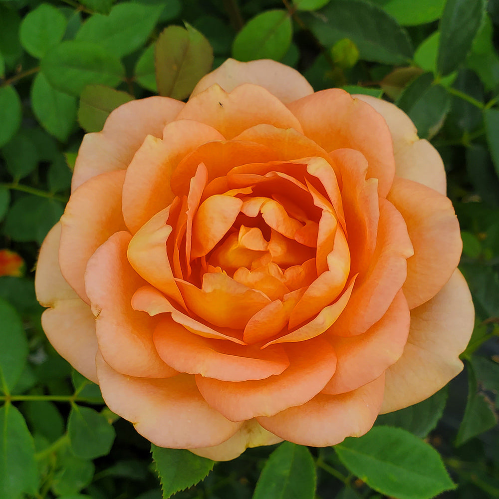 Lady of Shallot English Rose bloom focus