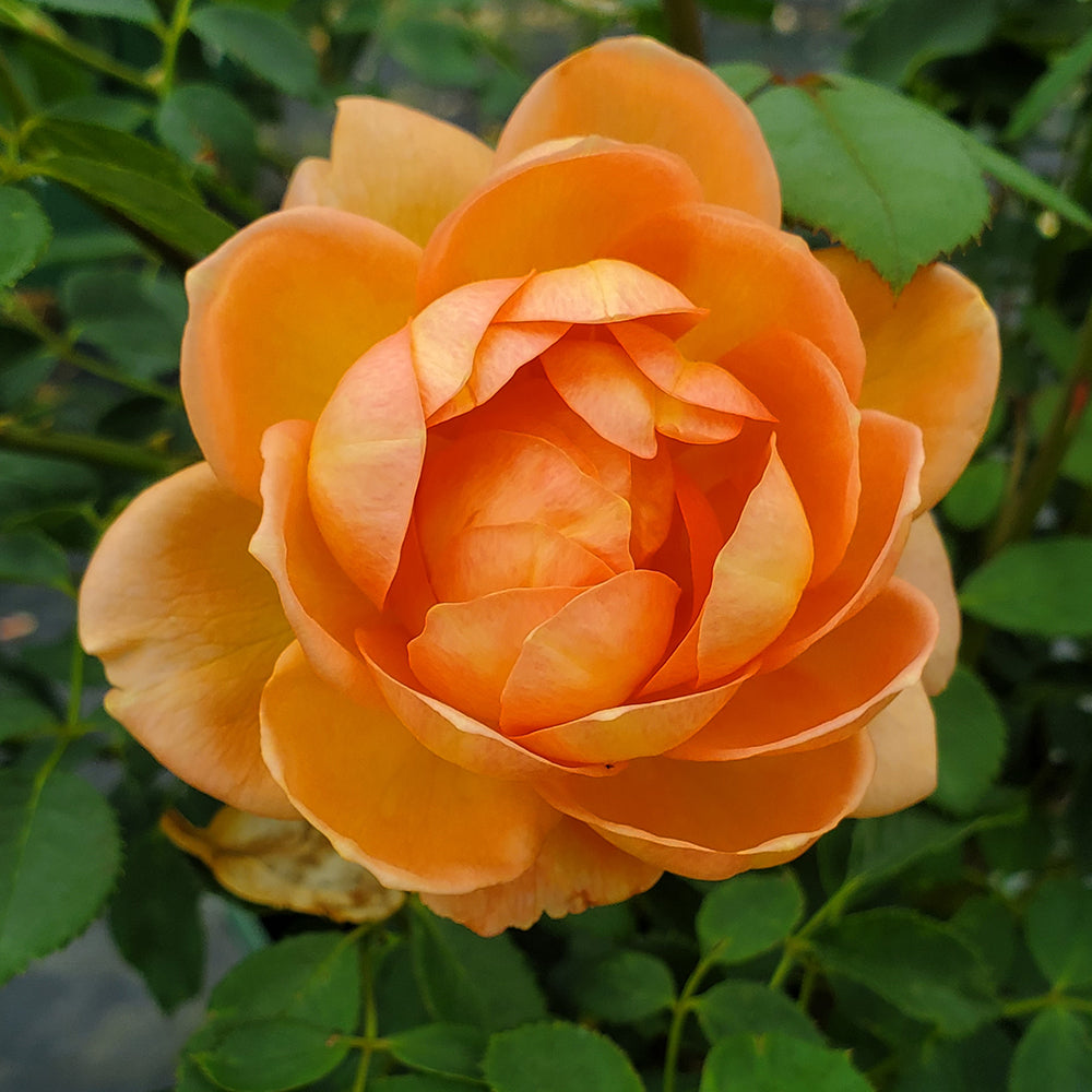 Lady of Shallot English Rose flower petals close up
