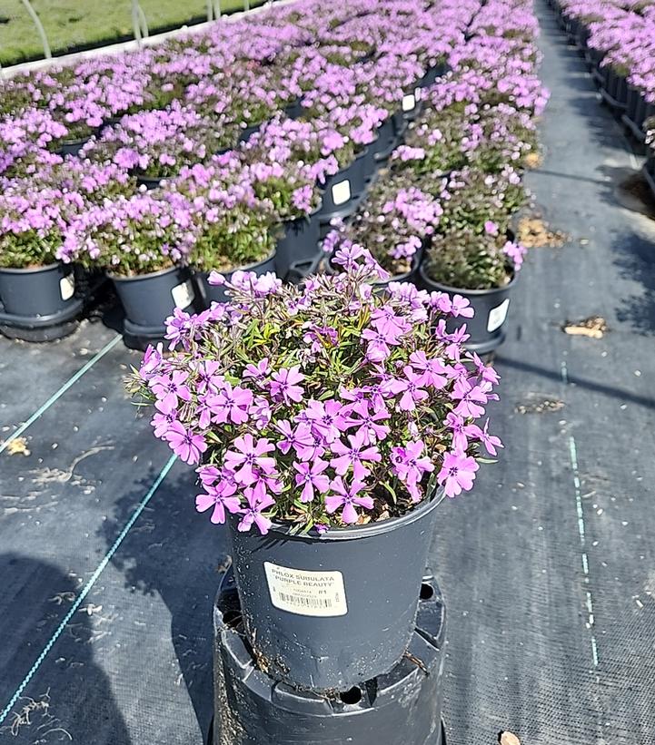 Landscape view of creeping Phlox subulata ‘Purple Beauty’ groundcover blooming with vibrant purple flowers spreading over soil