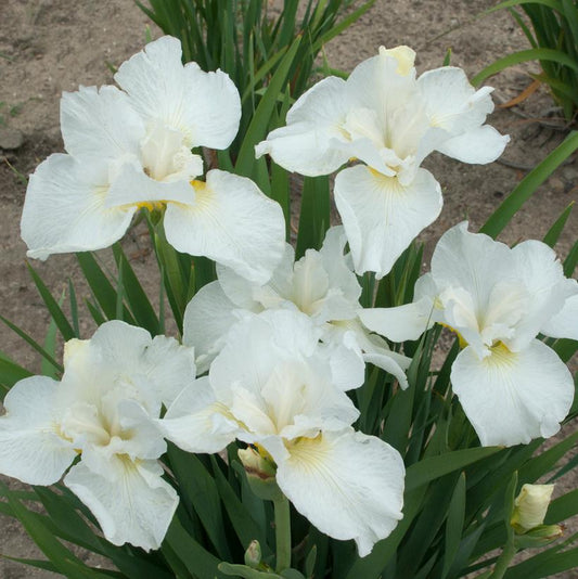 Large white Siberian Iris flowers with yellow markings, growing outdoors among green sword-shaped leaves.