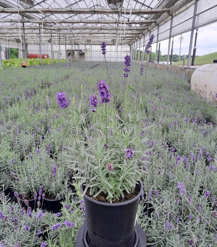 Lavandula ang. Hidcote