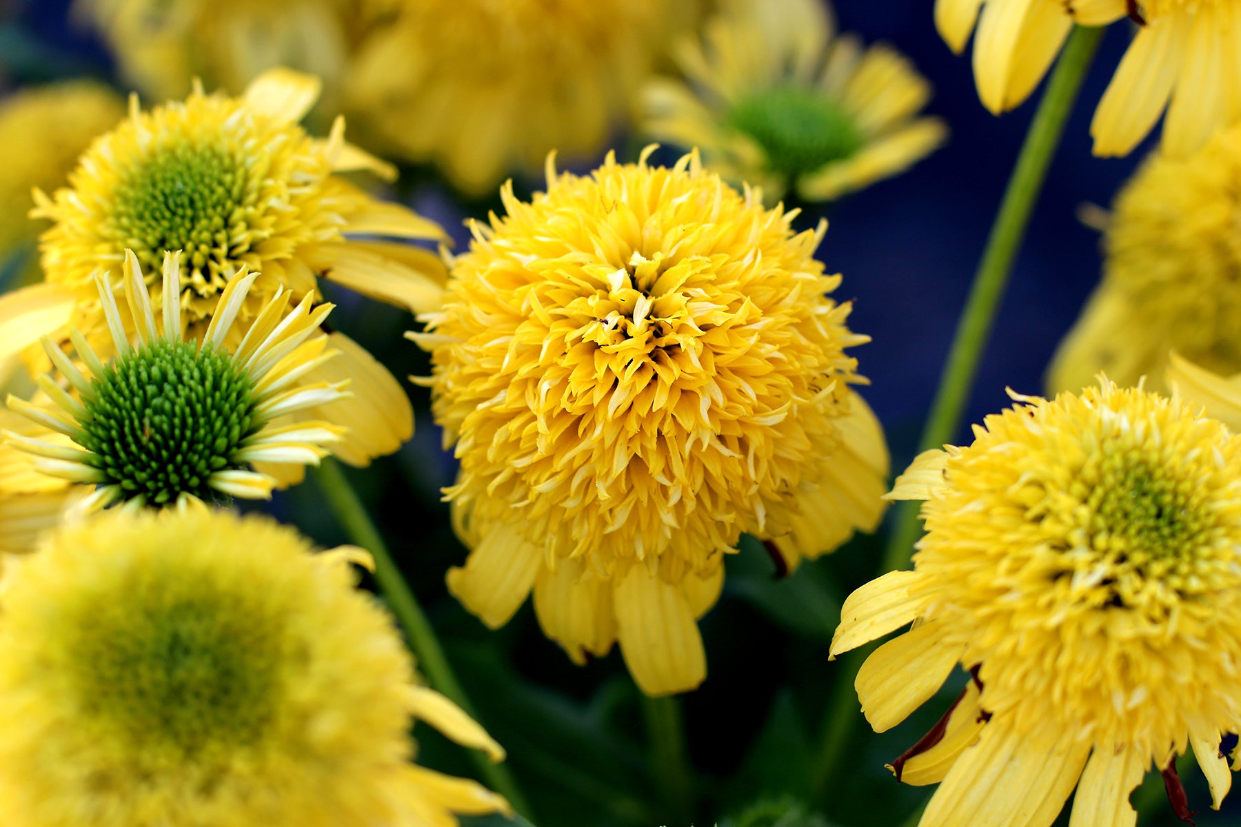 Lemon Coneflower close up