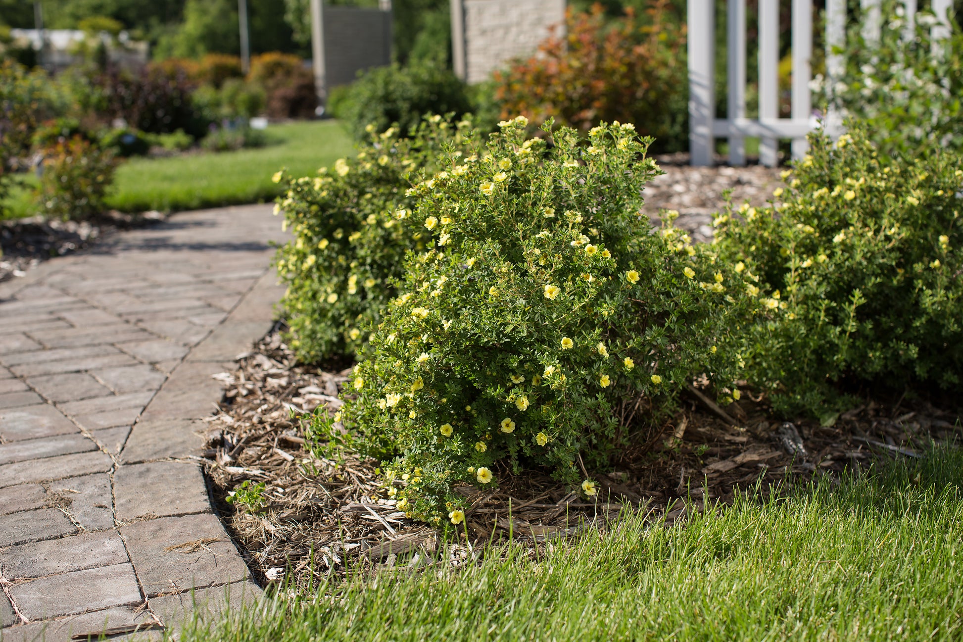 Lemon Meringue™ Potentilla in the front yard