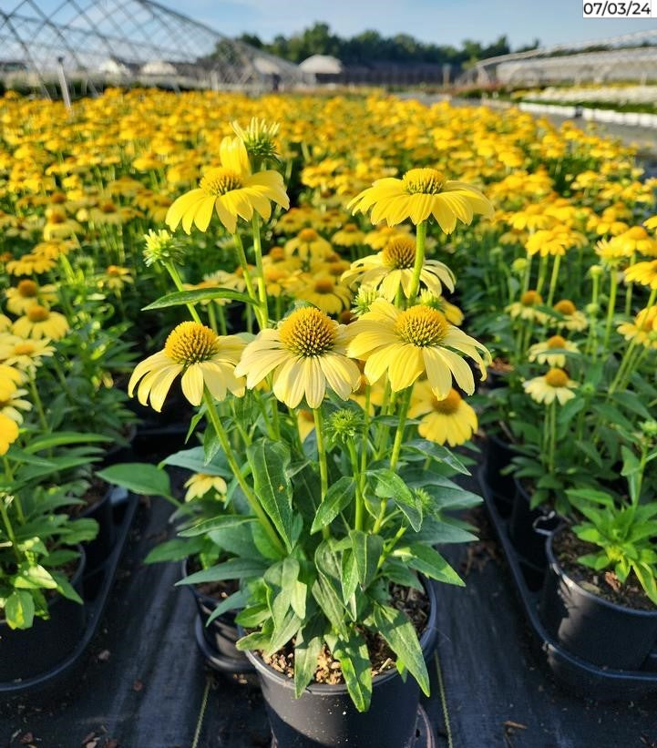 Lemon Yellow Improved Cone Flower full of blooms