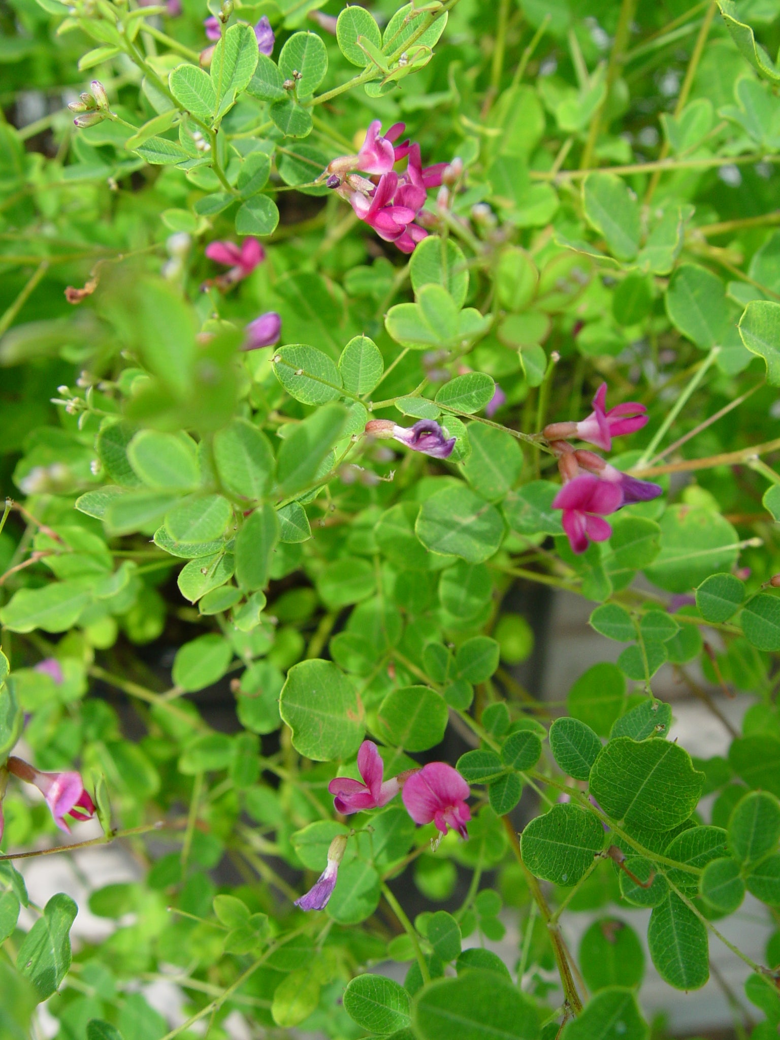 Lespedeza bicolor Yakushima