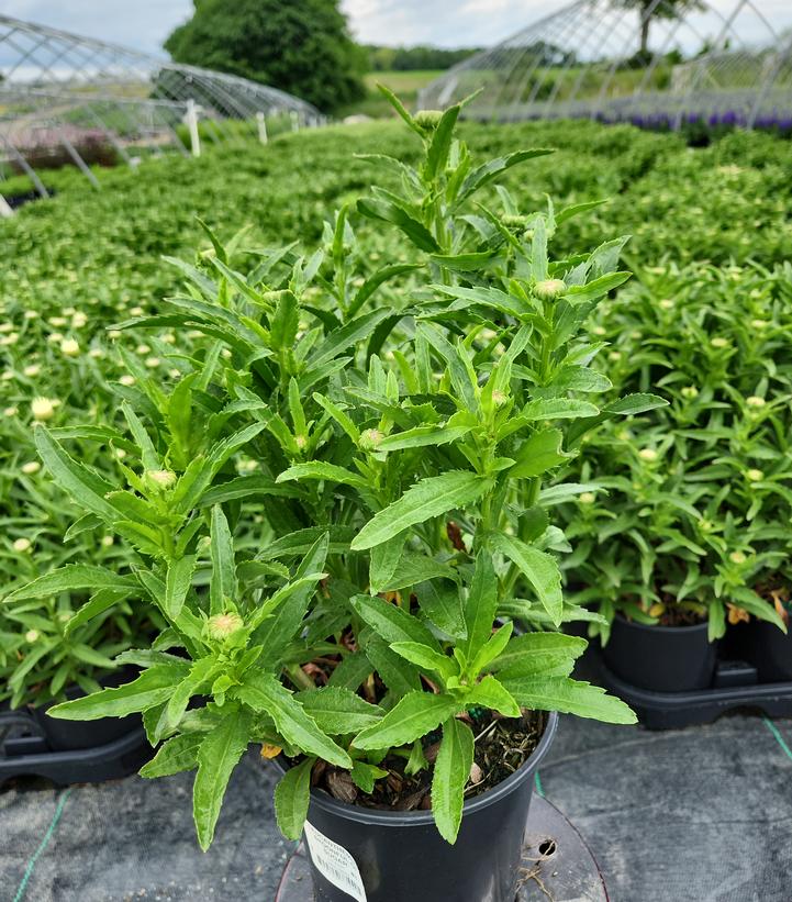 Leucanthemum superbum Spoonful Of Sugar