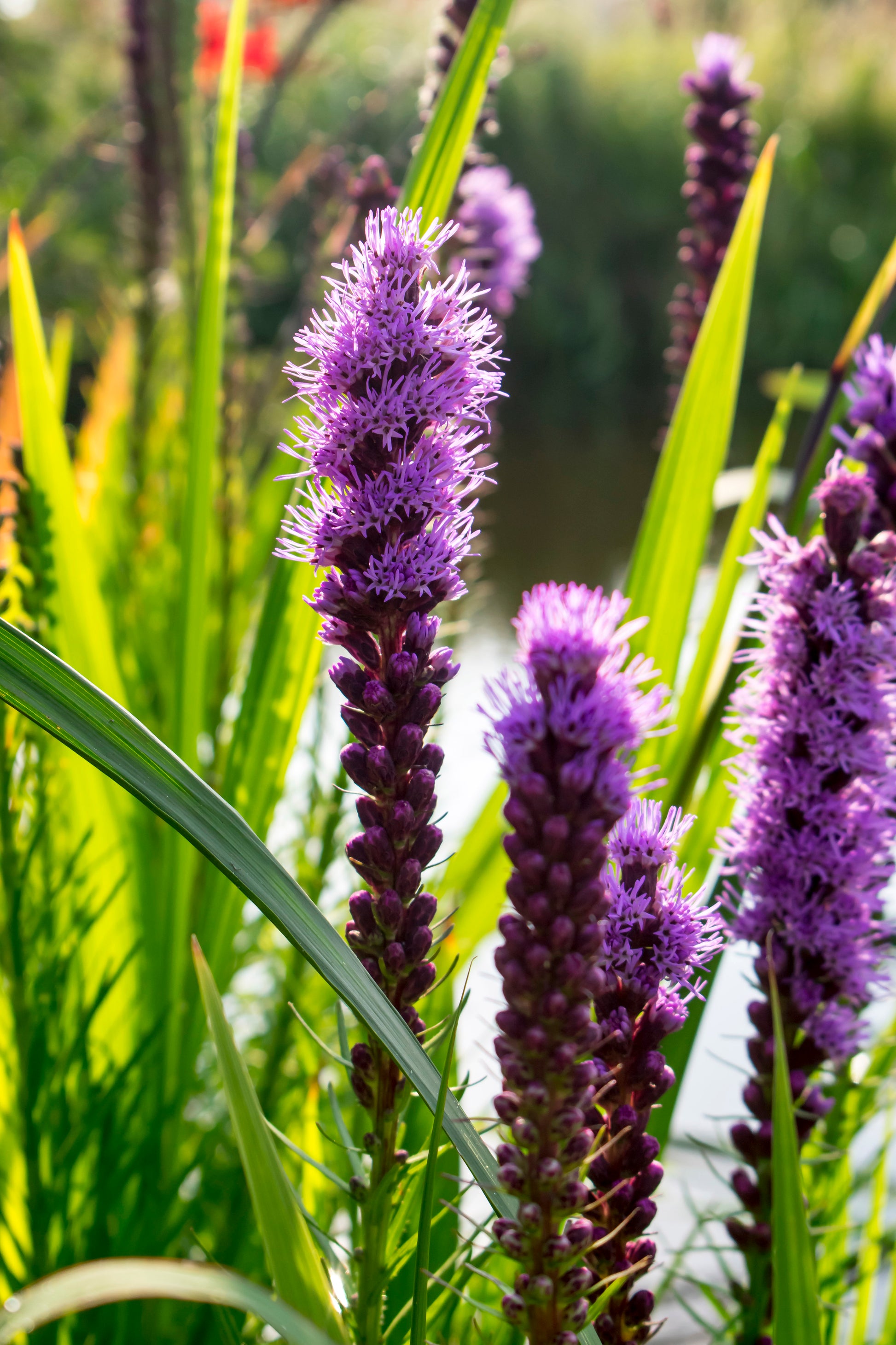 purple dracaena spike Spike Gayfeather Dense Blazing Star – Green Promise Farms