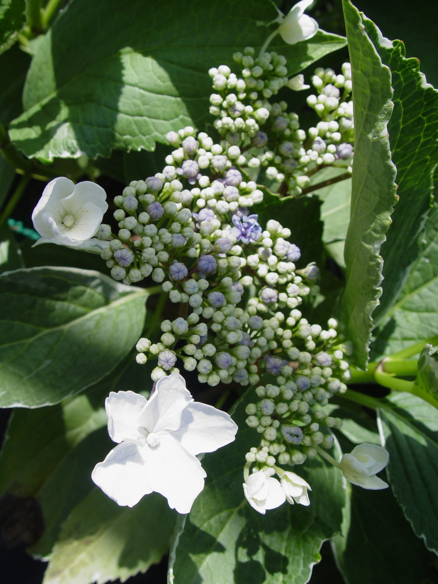 Light O Day Hydrangea side angle showing leaves and flowers