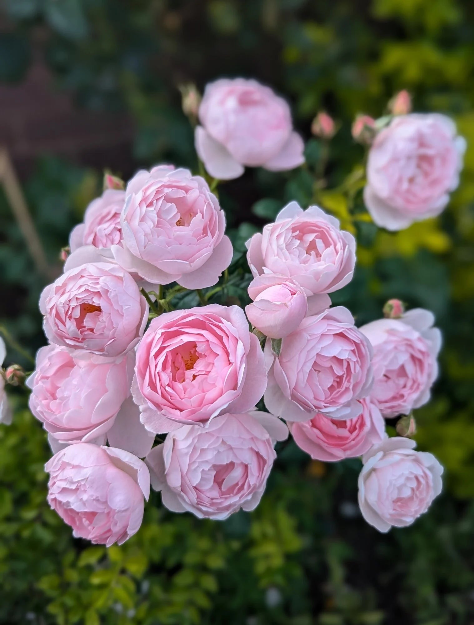 Light pink English shrub rose flower cluster