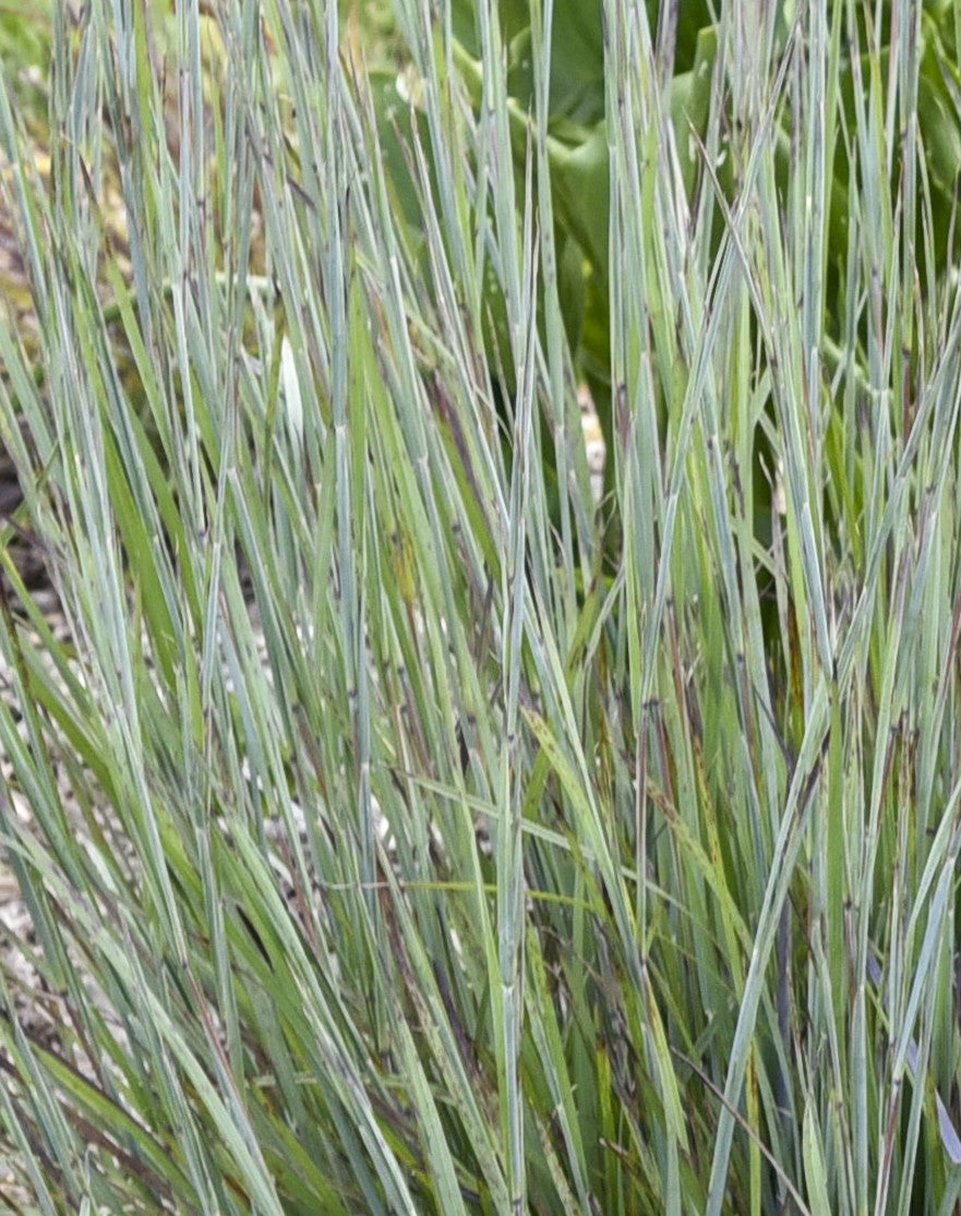 Little Bluestem foliage and stem