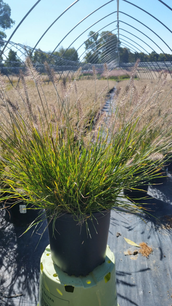 Little Bunny Dwarf Fountain Grass flowering in the nursery