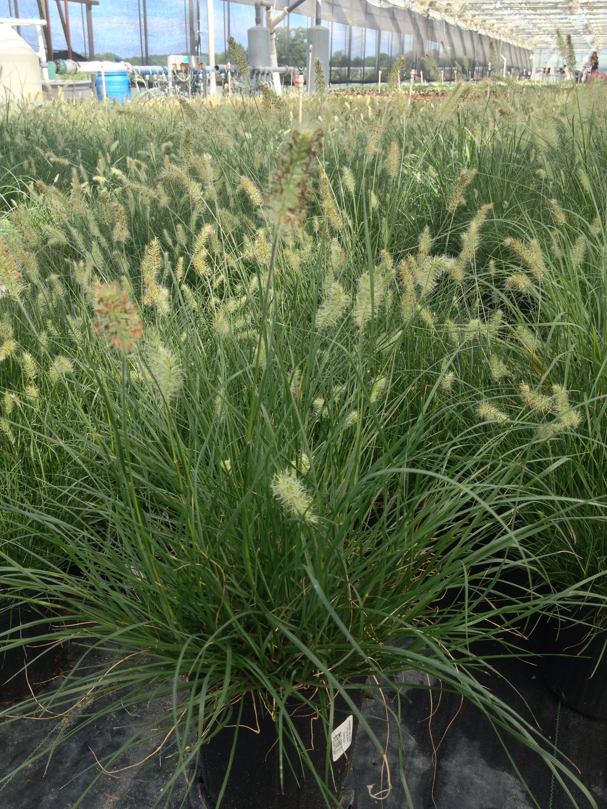 Little Bunny Dwarf Fountain Grass in nursery