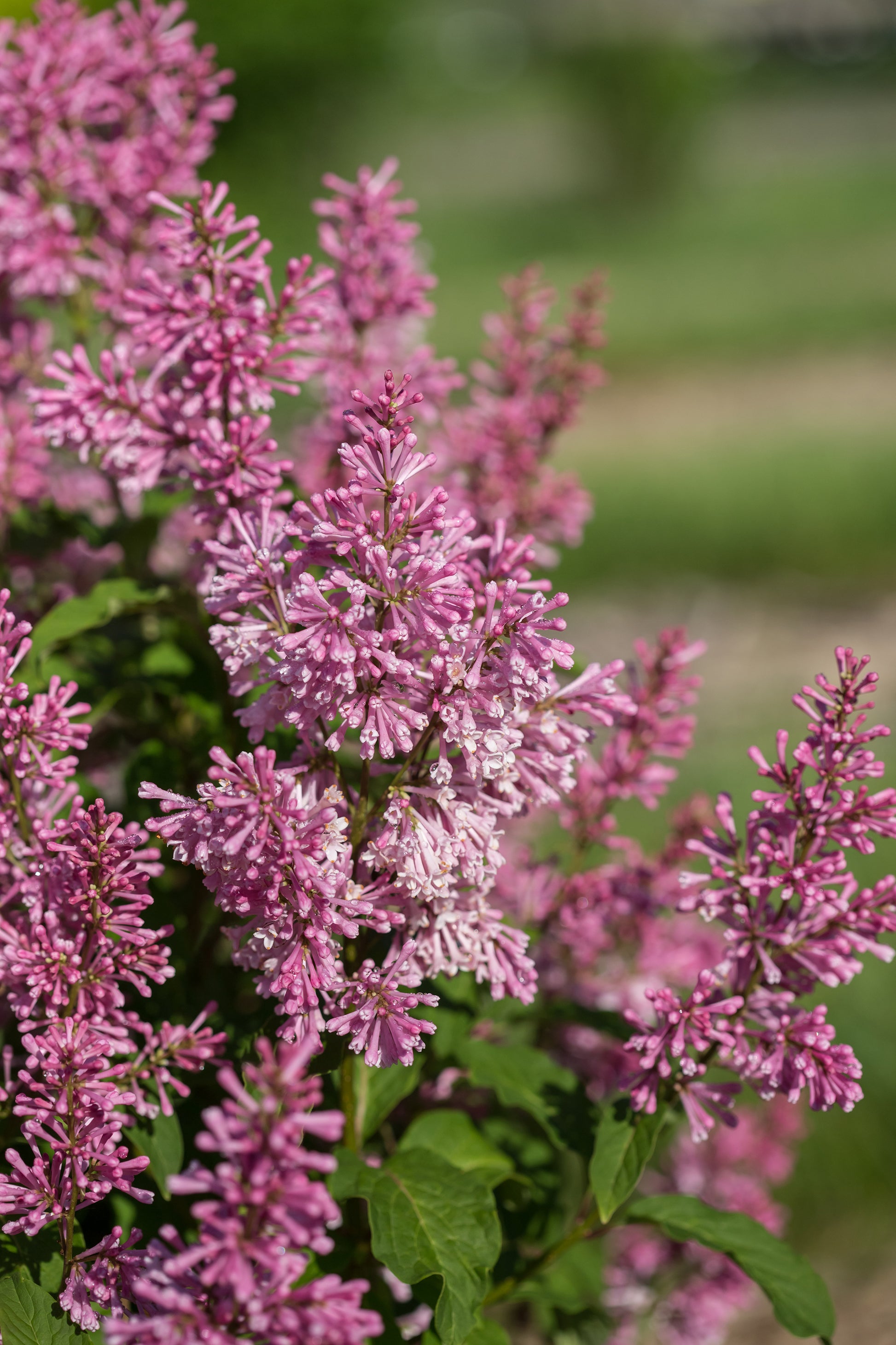 Little Lady™ Lilac flowering