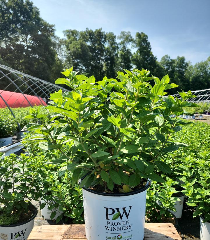 Little Lime Punch® Panicle Hydrangea in branded pot