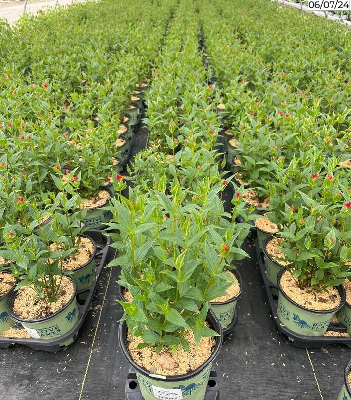 Little Red Head Indian Pink plant in nursery container