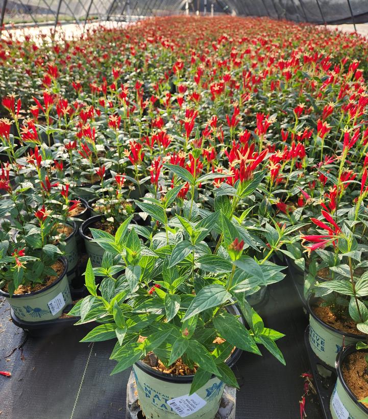 Little Red Head Indian Pink plant in nursery container, showing dark green foliage and red tubular flowers
