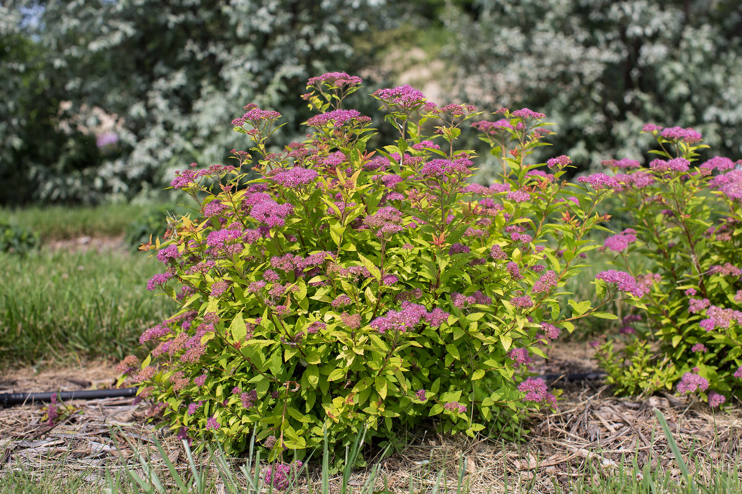 Little Spark® Spirea in the garden