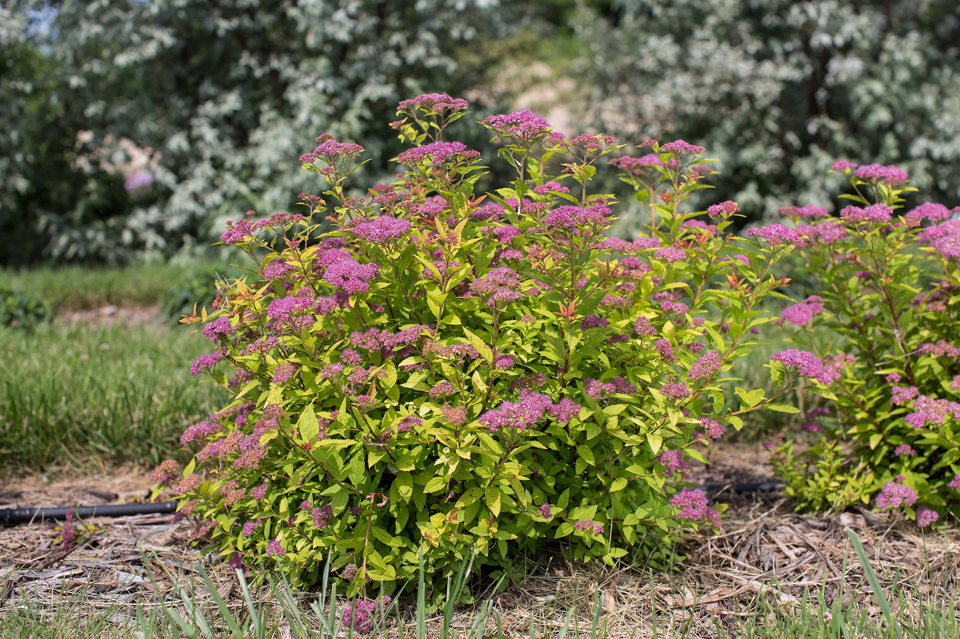 Little Spark® Spirea in the garden