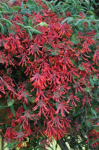 Lonicera semp. Major Wheeler