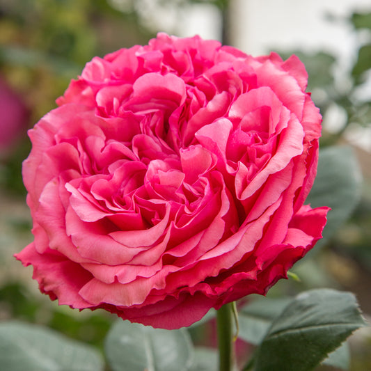 Close-up of a pink rose with a blurred green background