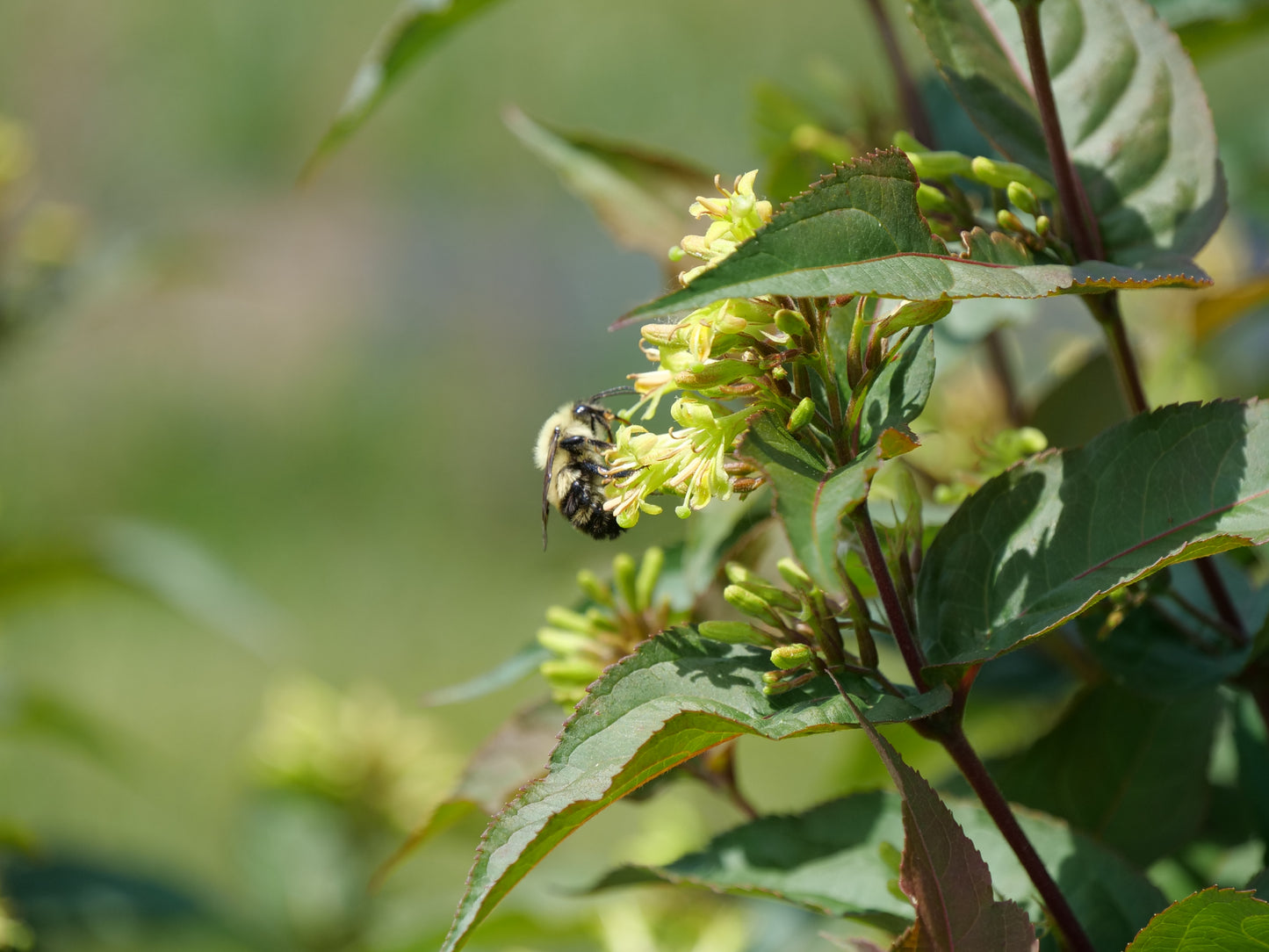 Low Bush Honeysuckle flower bud and foliage close up
