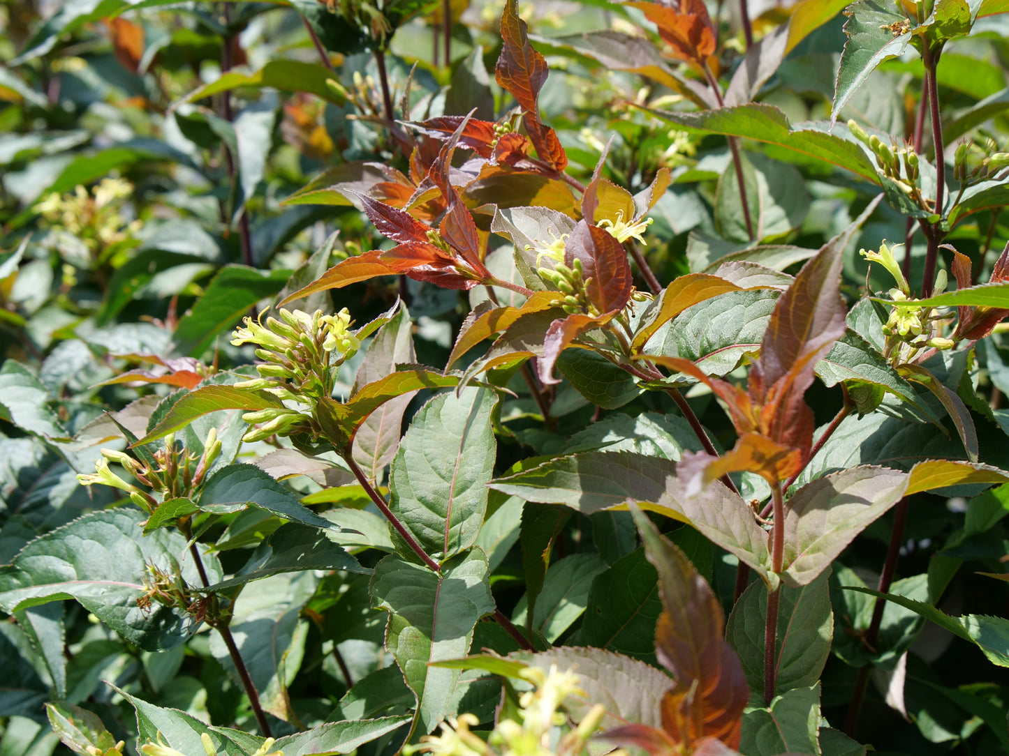 Low Bush Honeysuckle in garden