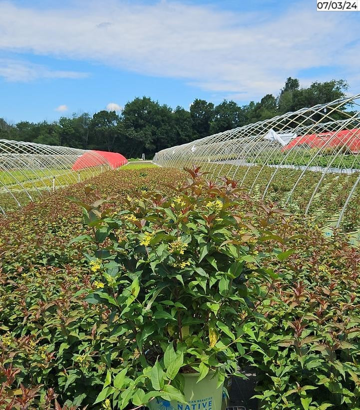 Low Bush Honeysuckle in nursery