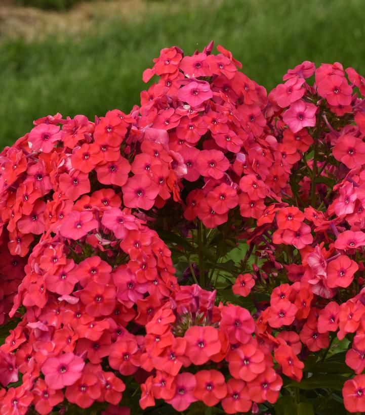 Luminary™ 'Sunset Coral' Tall Garden Phlox