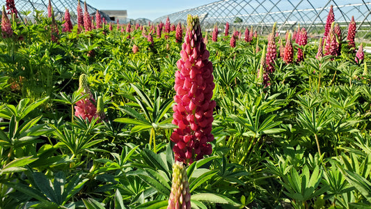 Gallery Red Lupine