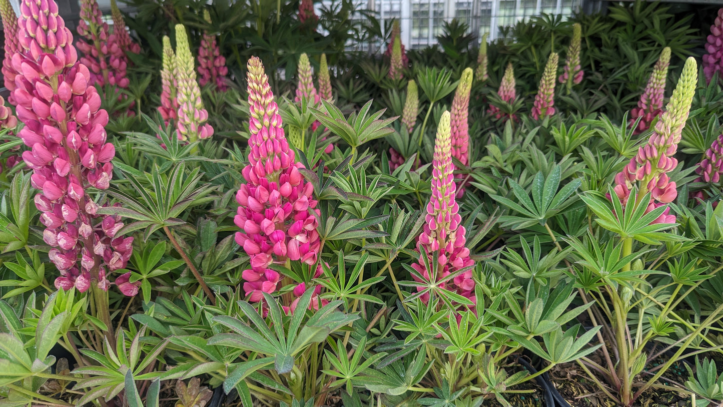 Gallery Red Lupine