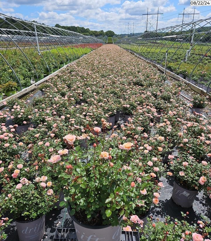 Macro detail of individual apricot rose blossoms with visible petal layers and soft coloration.