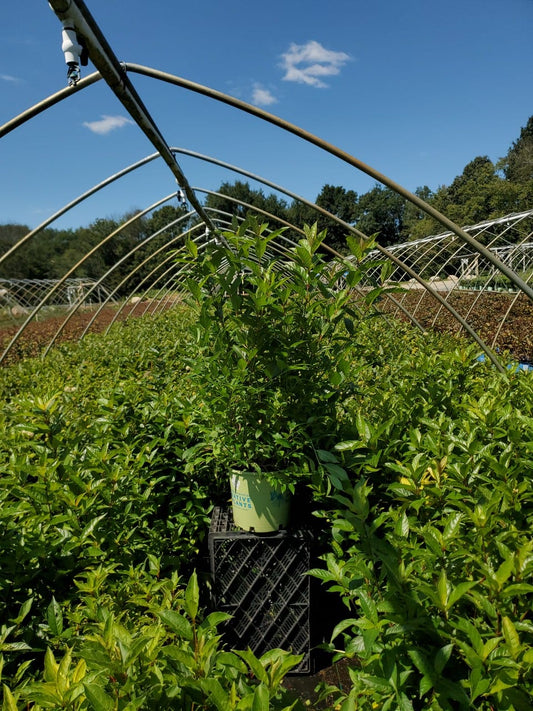 Magical® Moonlight Buttonbush in nursery setting
