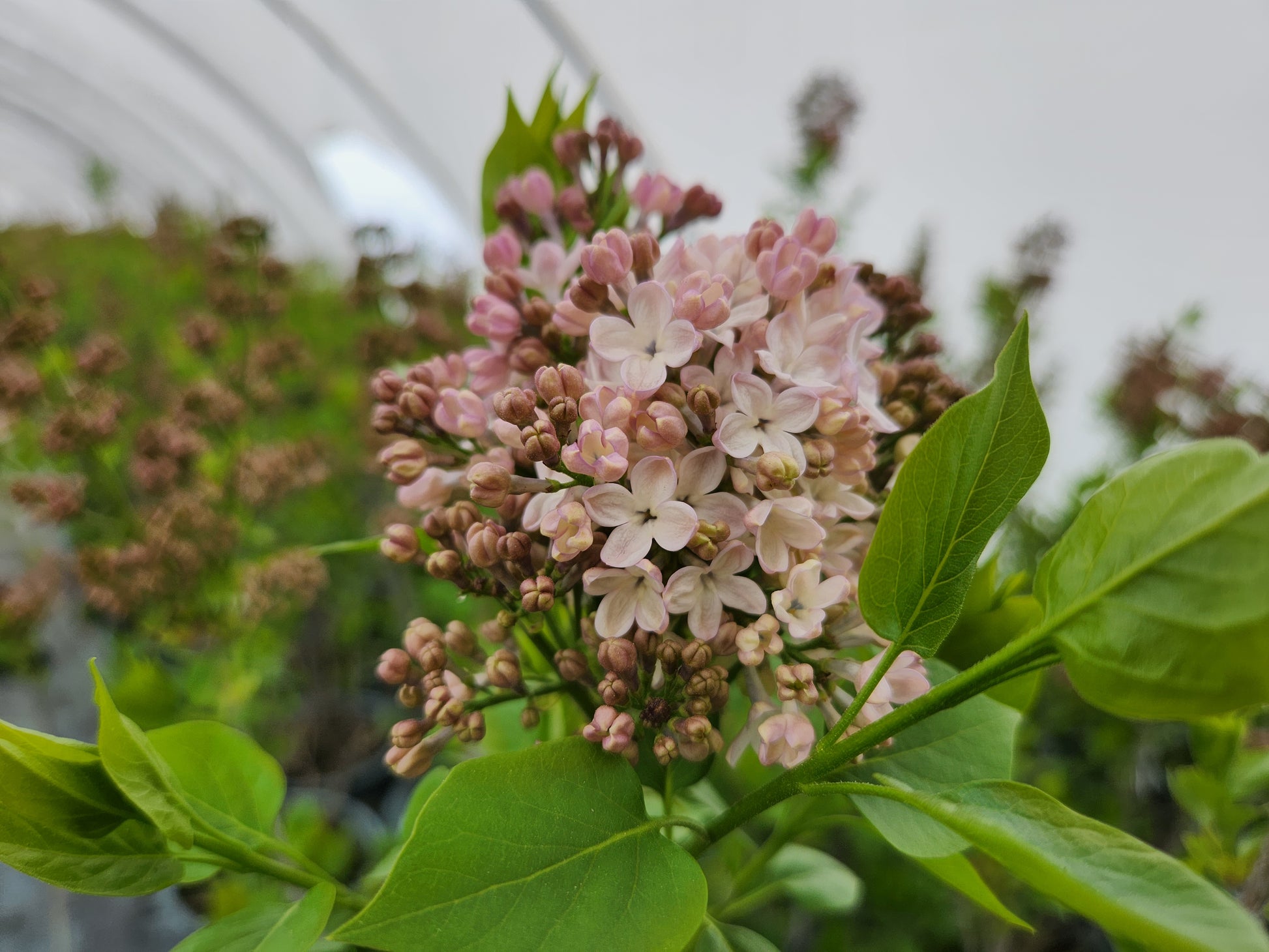 Maidens Blush Lilac shrub with clusters of pale pink blossoms and green leaves
